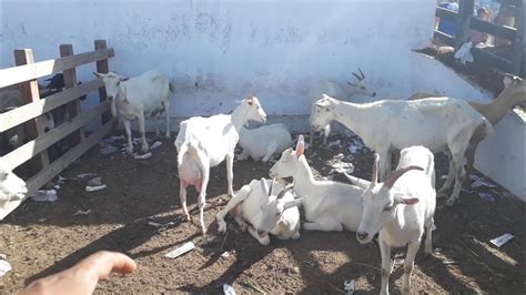 Feira De Ovelhas De CACHOERINHA PERNAMBUCO Do Dia 28 02 2019 YouTube