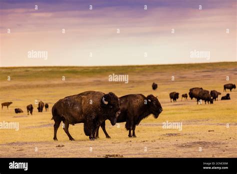 American Bison in their natural habitat of the Badlands, South Dakota ...
