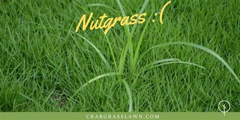 Best Nutgrass Killer Selective Herbicides How To Control And Kill Nutsedge Naturally Crabgrasslawn