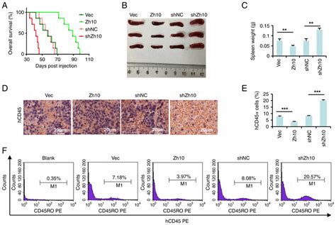 ZCCHC10 Suppresses AML Progression In AML Xenografts A Kaplan Meier