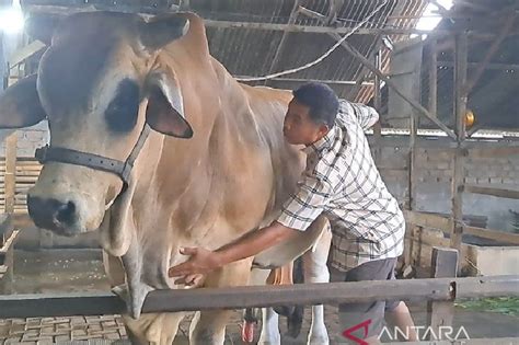 Sapi Kurban Di Deliserdang Dijual Rp150 Juta Pernah Mau Dibeli