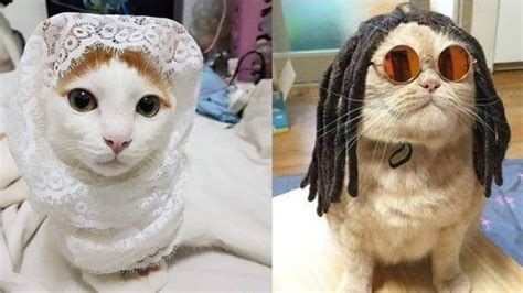 kumpulan video kucing terlucu part  kucing lucu kucing imut youtube