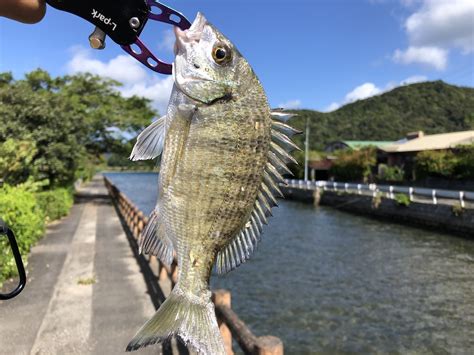 【2021年11月】奄美大島の釣り旅行で夜釣りを楽しむ Fire達成のフリーランスエンジニアブログ