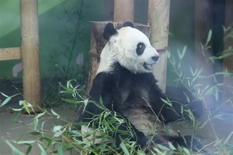 Fans Bid Farewell To UK S Only Giant Pandas Chinadaily Cn