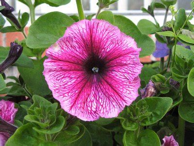 Annual Flowers With Shallow Roots Harvest Indoor