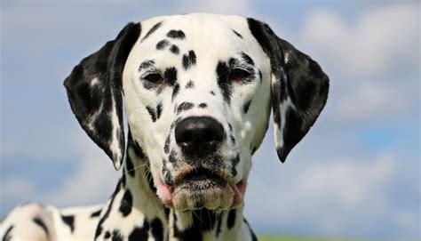 Croatian Dog Breeds: Discovering the Canine Gems of Croatia