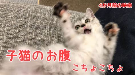 子猫 子猫のお腹こちょばしたら、まさかの反応（4か月前の映像です）～rescued Cat Youtube