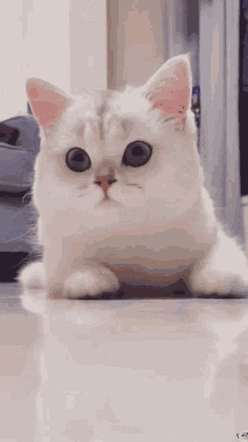 Cat Smiling GIF - Cat Smiling Happy - Discover & Share GIFs