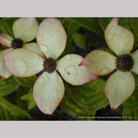 Cornus Kousa Heart Throb Pink Kousa Dogwood No Shipping Fl