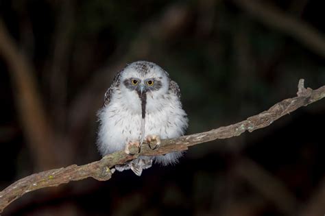 55 Amazing Images Of Beautiful And Enigmatic Owls