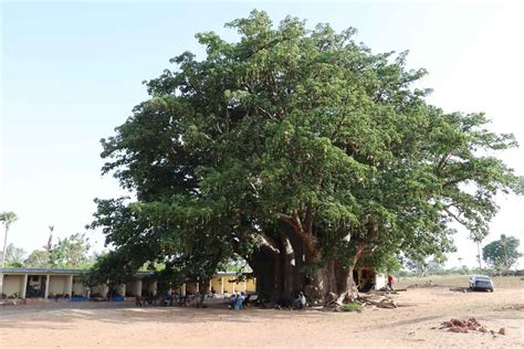 Senegal Impozantno Stablo Baobaba Staro Godina Akos