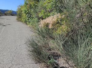 Incuria Totale Delle Strade Provinciali Causa Di Degrado Ambientale E