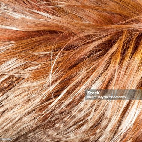 Yak Fur Texture Stock Photo Download Image Now Agriculture Animal