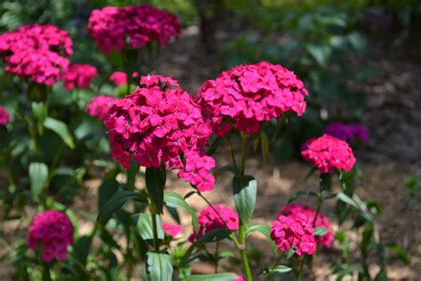Drama In The Garden With Amazon Dianthus Series Ufifas Extension
