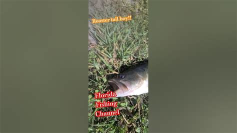 Largemouth Bass Attacks Rooster Tail Small Shiny Baits Reaction Bites