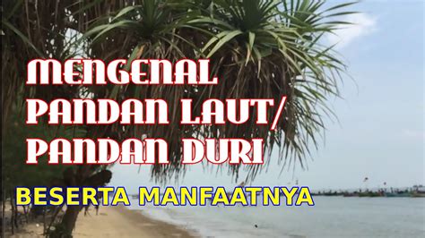 MENGENAL PANDAN LAUT PANDAN DURI DAN SEGALA MANFAATNYA YouTube