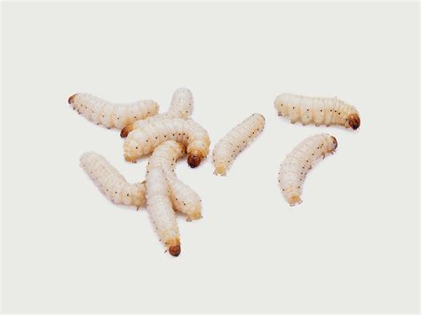 Maggots In Human Wounds