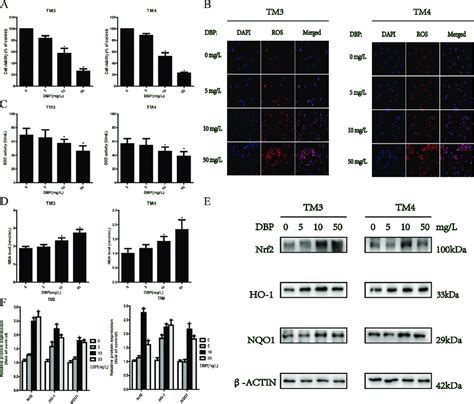 Dbp Induced Oxidative Stress Injury In Tm3 And Tm4 Cells The Data Are Download Scientific