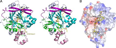 Structural Basis Of The Recognition Of A Methylated Histone Tail By