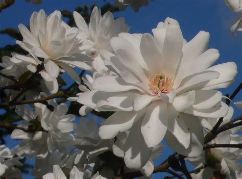 Magnolia × Loebneri Trees And Shrubs Online