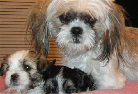 Maltese/Shih Tzu puppies for sale in Surrey, British Columbia - Nice ...