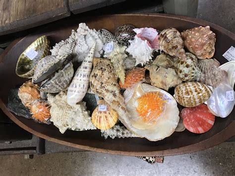 Seashell Display 😍 Cheese Board Seashell Display Food