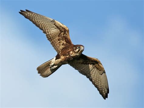 Brown Falcon | NatureRules1 Wiki | Fandom