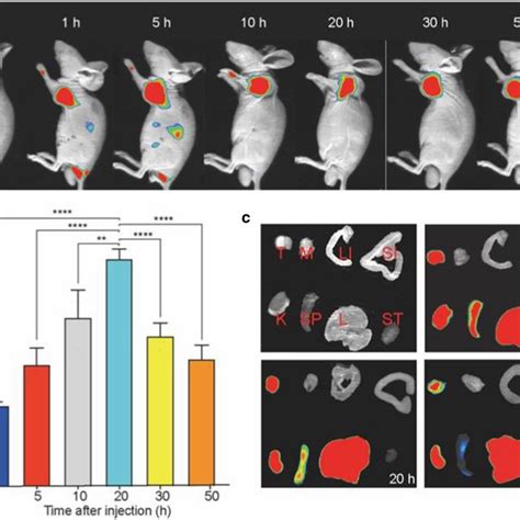 Nirf Imaging Of Hct Tumor Bearing Nude Mice And The Tissues A Nirf