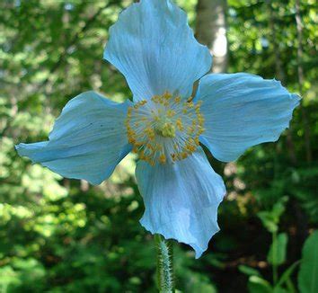 Meconopsis from multiple nurseries on Plant Lust