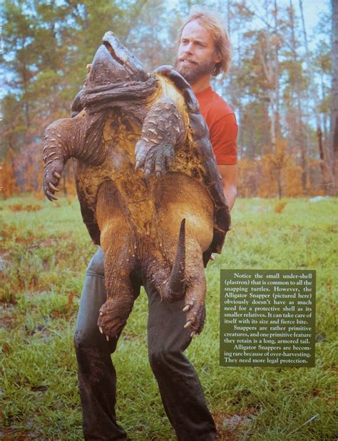 The Continuing Adventures Of Jud The Amazing Alligator Snapping Turtle