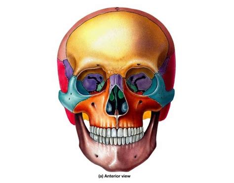 Anterior View Nasal Vomer Maxilla And Inferior Nasal Concha Bones