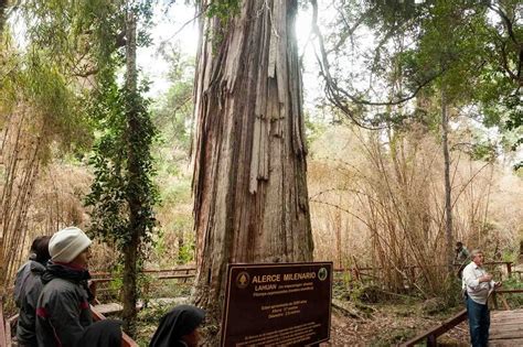 Parque Nacional Los Alerces Revista Aire Libre