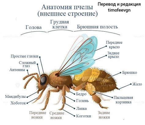 Анатомия пчелы со всех сторон | Пикабу
