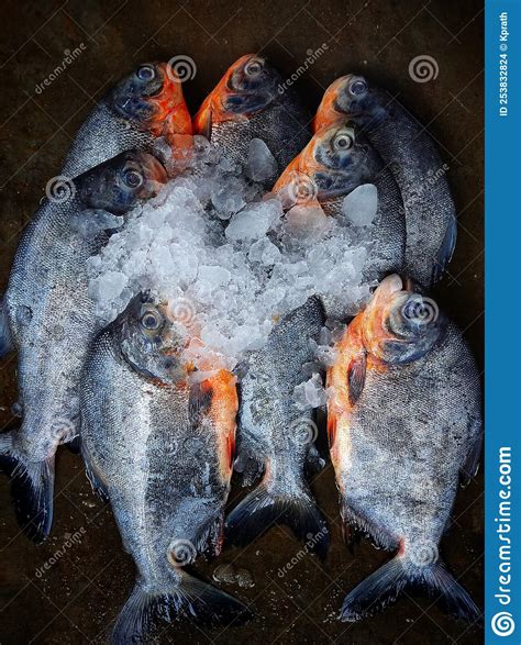 Pacu Roopchandi Fish Farming In Biofloc And Sale HD Stock Photo Image