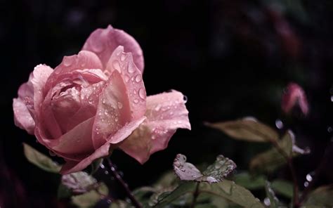 Fondos De Pantalla Primer Plano De Rosa Rosa Gotas De Agua Pétalos 3840x2160 Uhd 4k Imagen