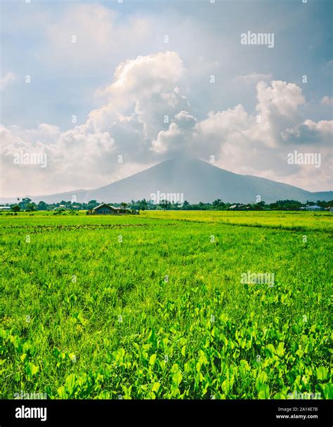 Refreshing Scene Of Verdant Rice Field At Calauan Laguna With Mt