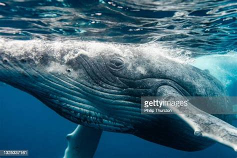 77 Humpback Whale Eye Stock Photos, High-Res Pictures, and Images - Getty Images