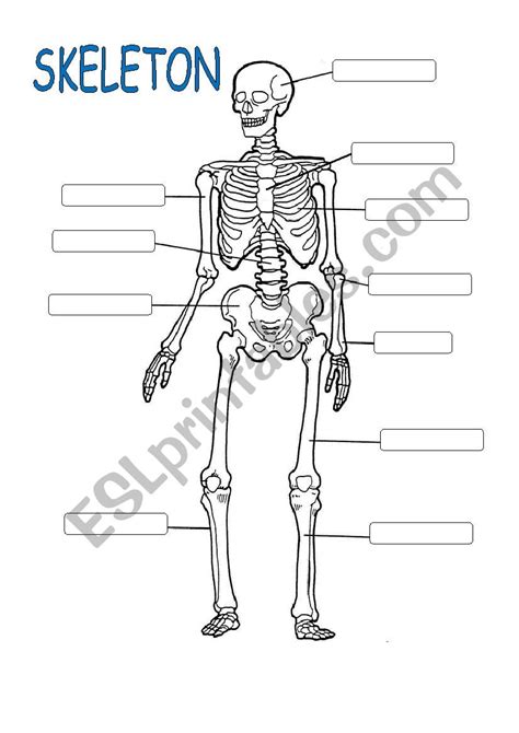 Skeleton System Esl Worksheet By Ealcahud