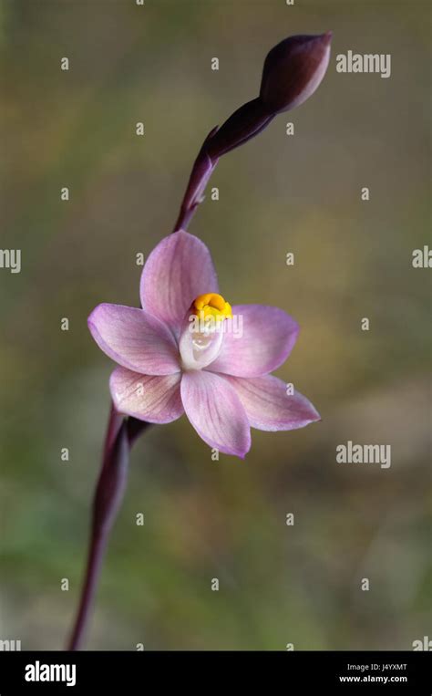 Australian Native Orchids Hi Res Stock Photography And Images Alamy