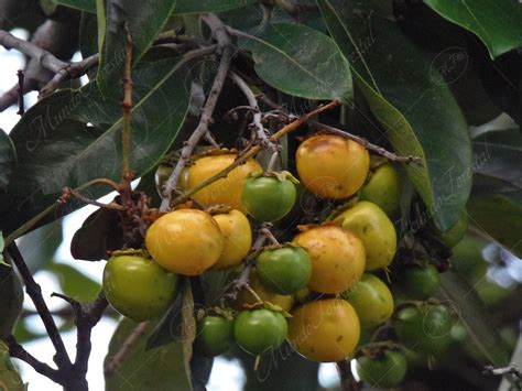 El Nance Byrsonima Crassifolia Malpighiaceae Mundoforestal