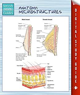 Anatomy Microstructures Speedy Study Guides EBook Publishing