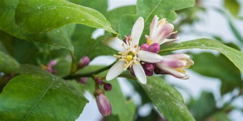 Lemon Tree Growth Stages Life Cycle