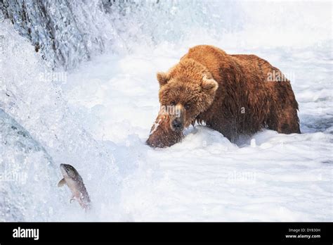 Usa Alaska Katmai National Park Brown Bear Ursus Arctos At Brooks