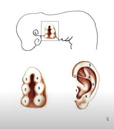 Nurturing Little Ears: The Embryological Development - Wellspring Pediatric Plastics