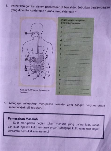 Detail Perhatikan Gambar Sistem Pencernaan Di Bawah Ini Koleksi Nomer 5