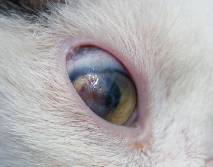 Black Crust Around Your Cat S Eyes And Nose Vet Advice Cat World