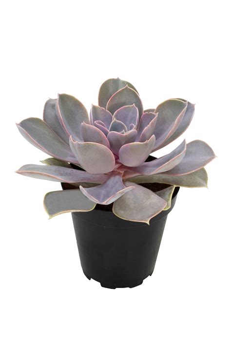 Echeveria ‘perle Von Nurnberg Altman Plants