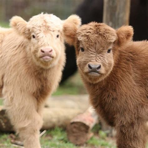Cute-Baby-Highland-Cattle-Calves | Fluffy cows, Cute baby cow, Fluffy ...
