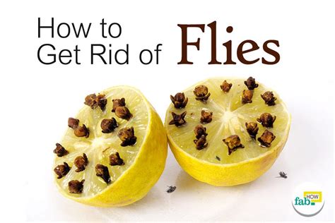 How To Get Rid Of Flies Quickly Inside And Outside Fab How