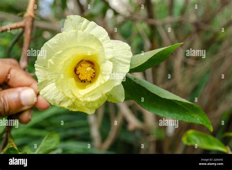 cotton trees blossom  res stock photography  images alamy